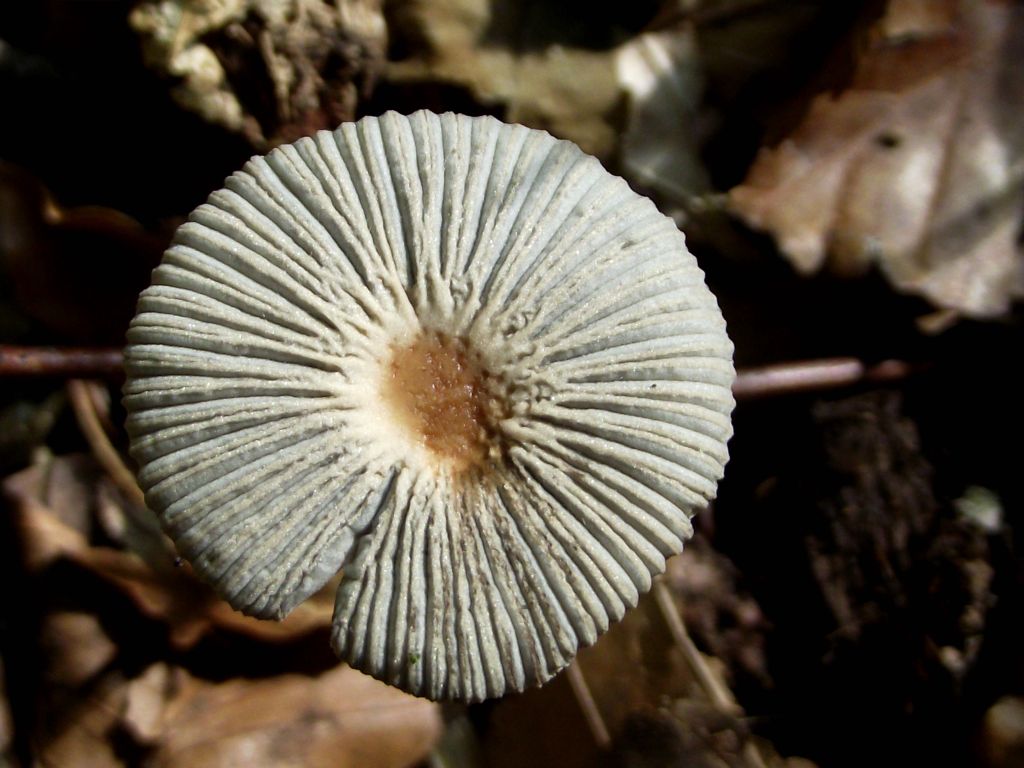 Kahlköpfiger Scheibchentintling - Blick von oben. Sehr markant sind die sehr starke radiale Furchung und ockerfarbene Scheibe in der Hutmitte. 